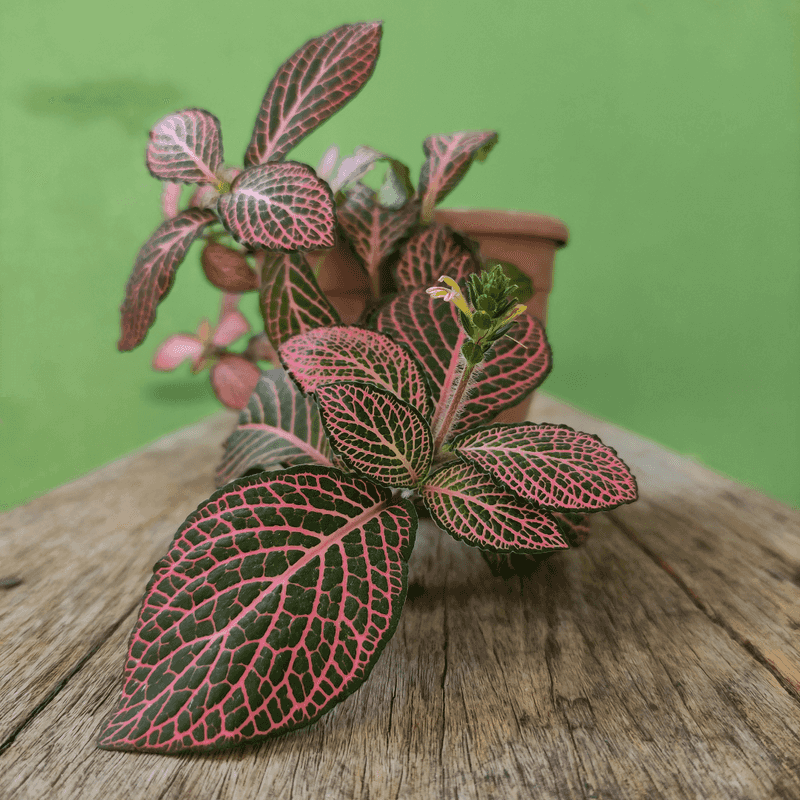 Nerve Plant (Fittonia albivenis)