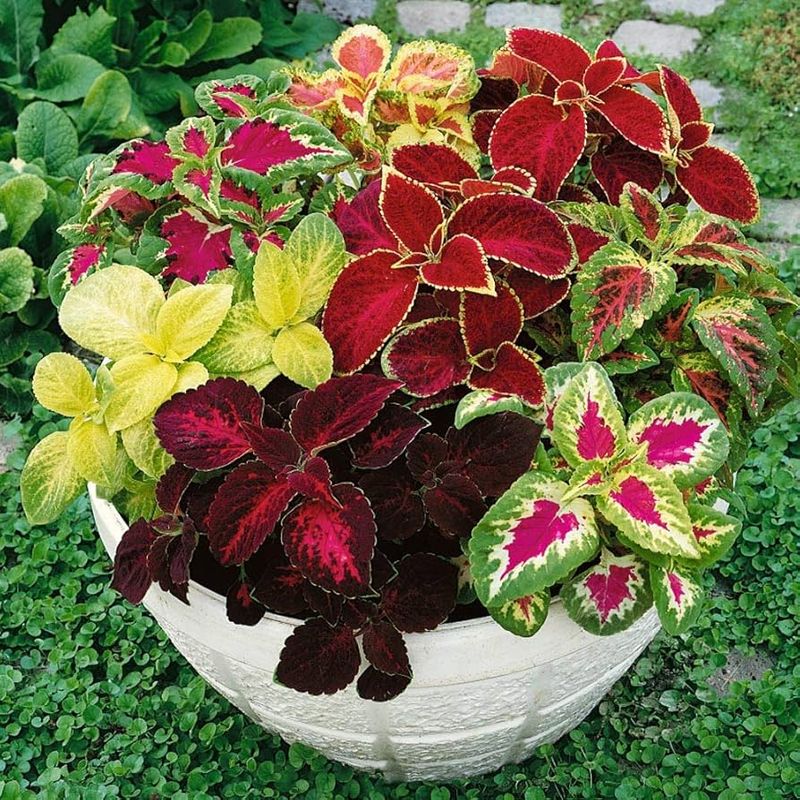 Coleus (Solenostemon scutellarioides)