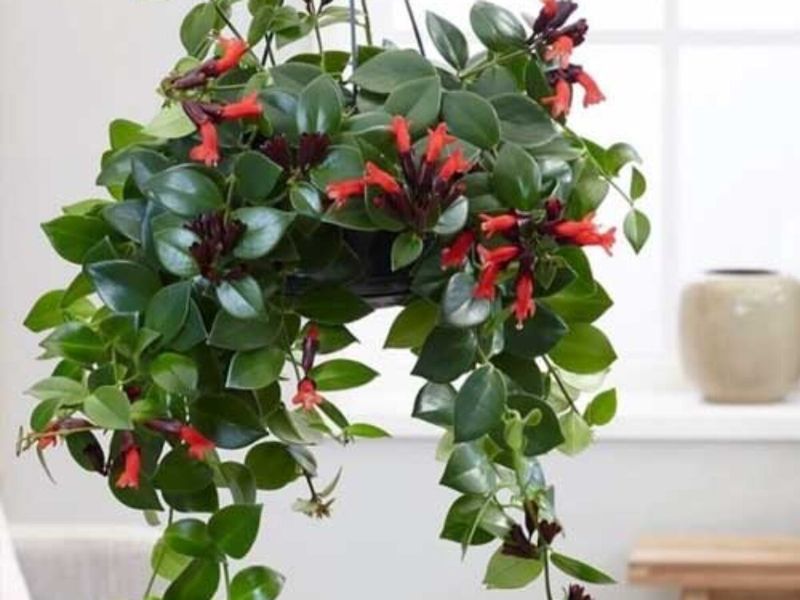 Lipstick Plant (Aeschynanthus radicans)