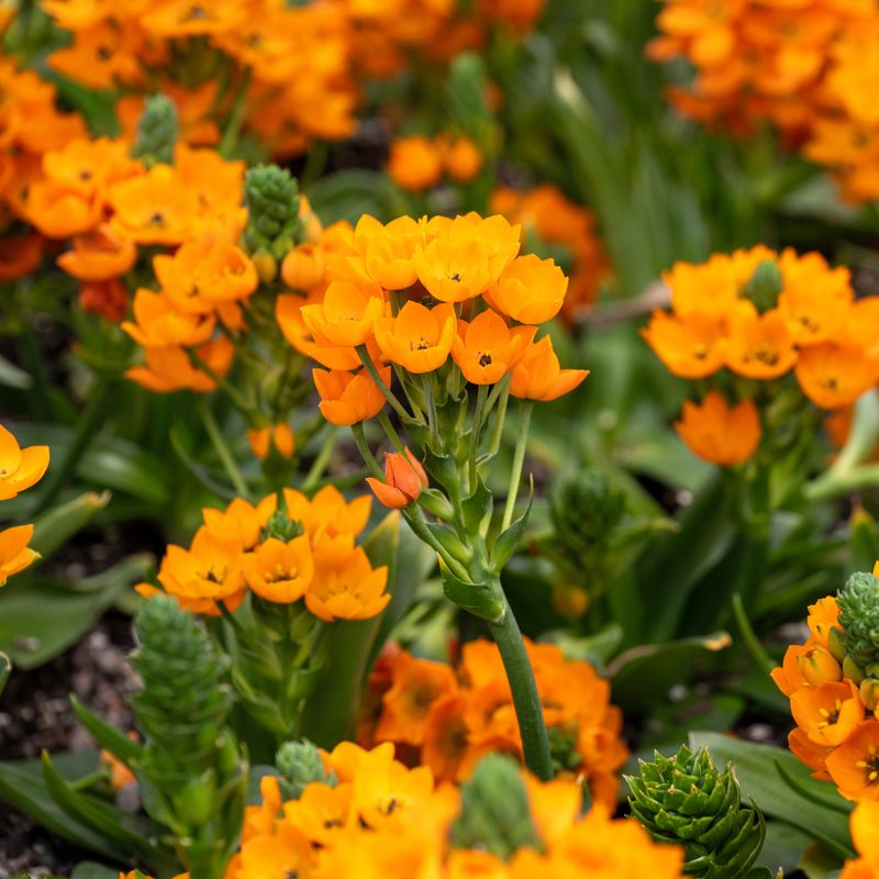 African Mask Plant (Alocasia ‘Orange Prince’)