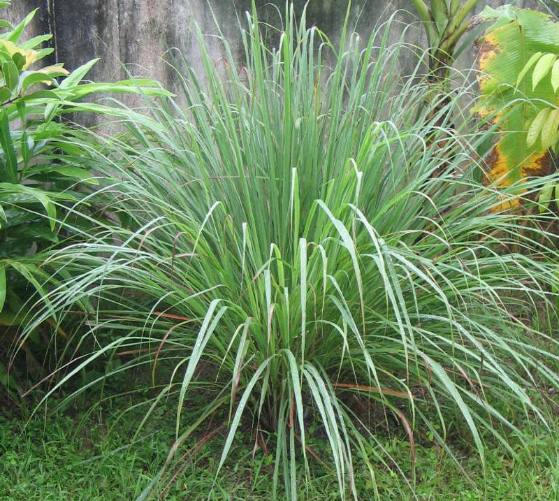 Lemongrass