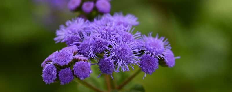 Ageratum