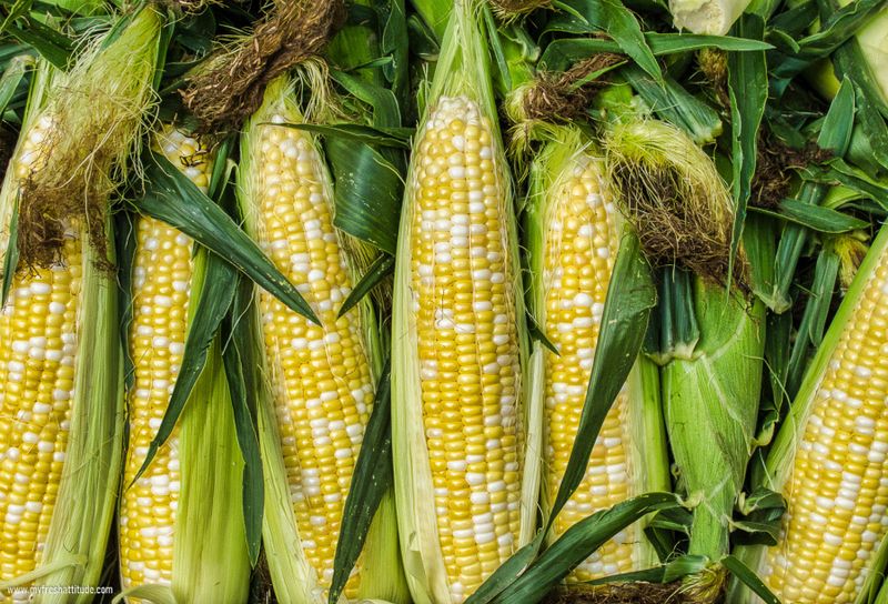 Sweet Corn (Zea mays)