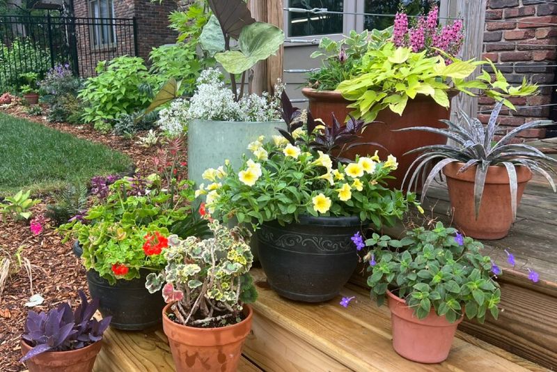 Container Gardening