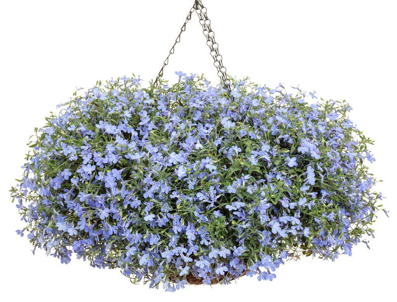 Lobelia