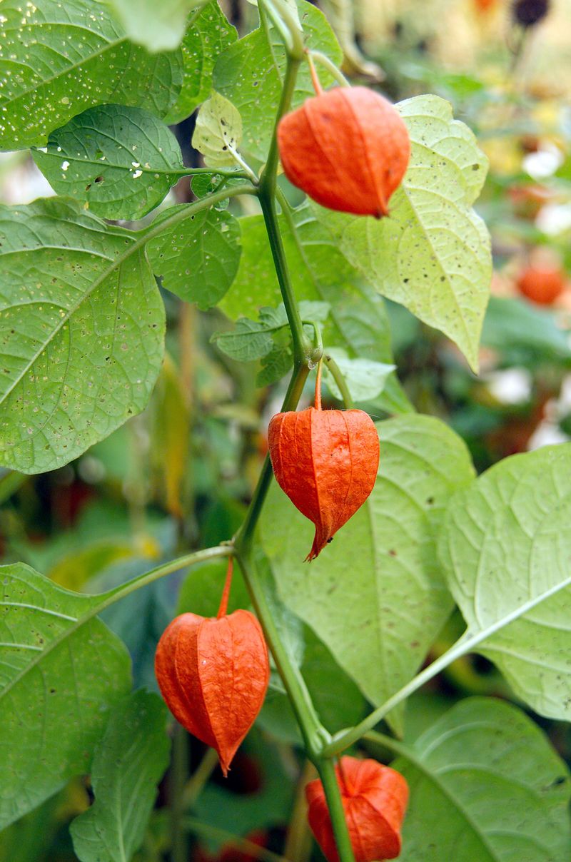 Chinese Lantern (Physalis)