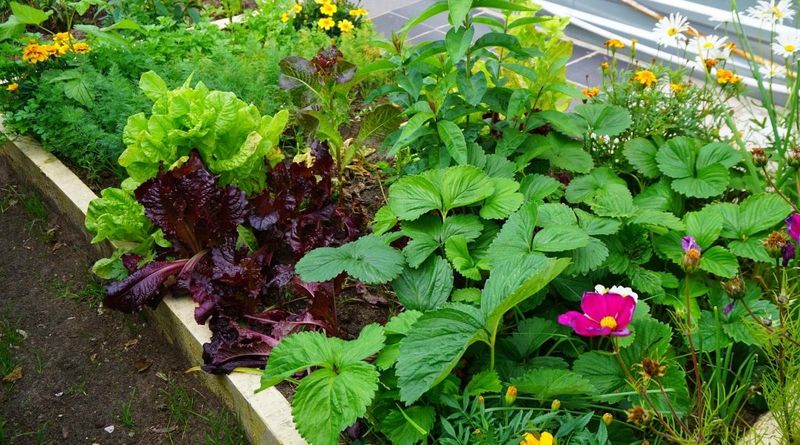 Companion Planting Techniques