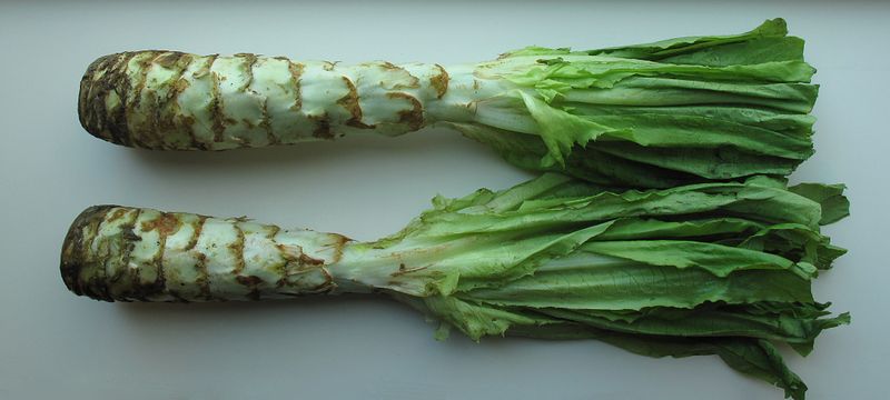 Celtuce (Lactuca sativa var. augustana)