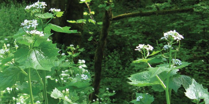 Garlic Mustard