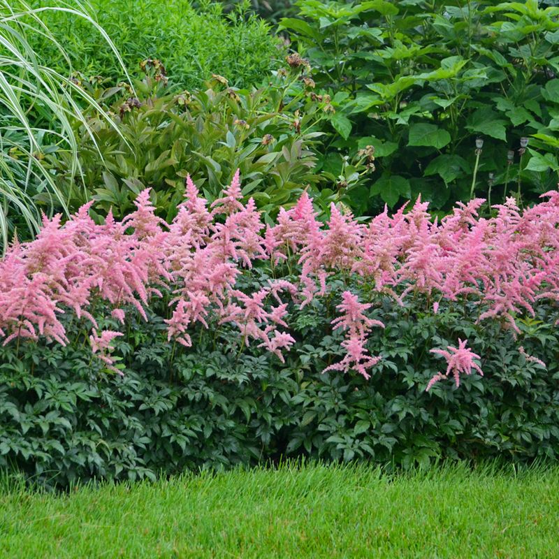 Astilbe
