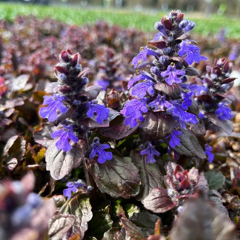 Ajuga (Bugleweed)