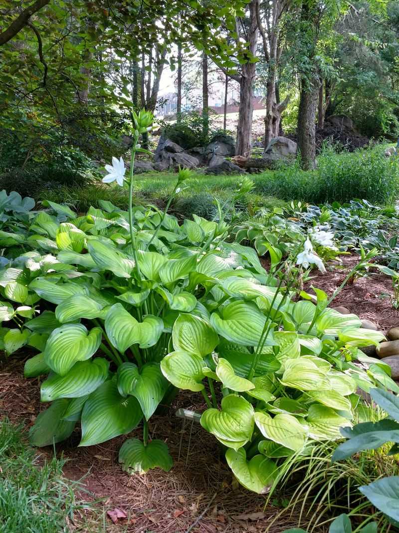Hostas