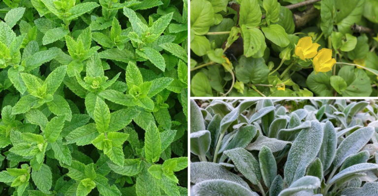 Periwinkle and 15 Other Ground Covers That Strangle Your Garden