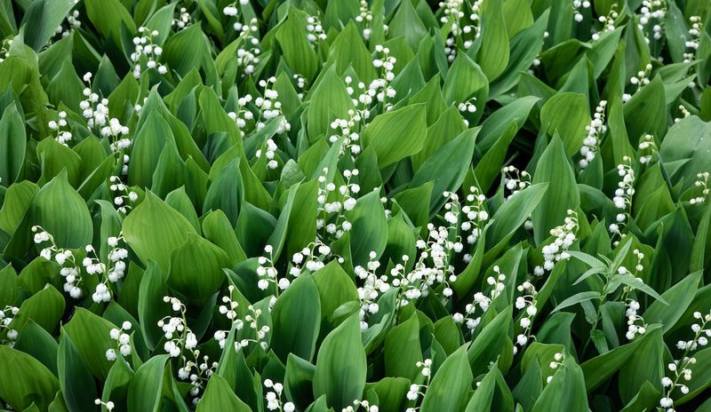 Lily of the Valley