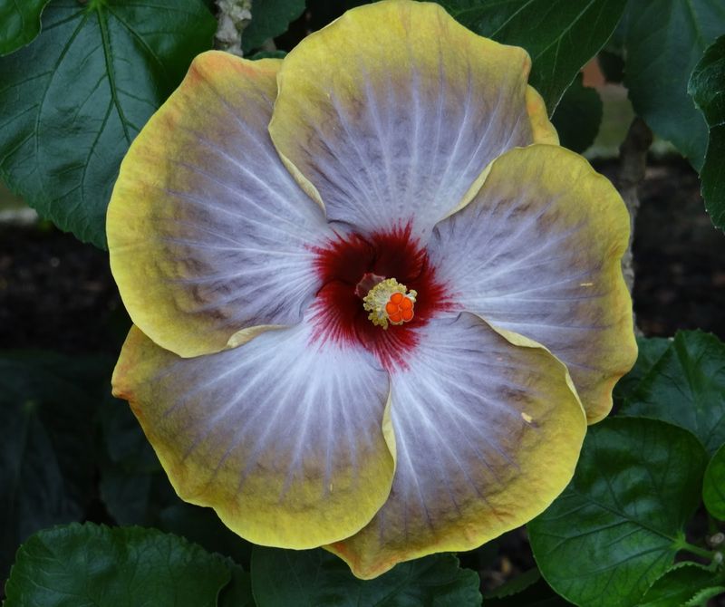 Heavenly Hibiscus Harmony