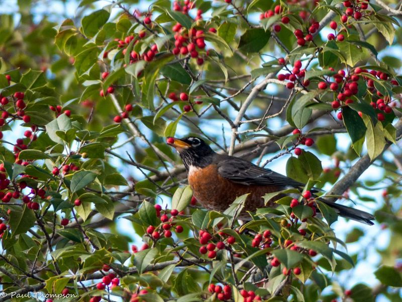American Holly (Ilex opaca)