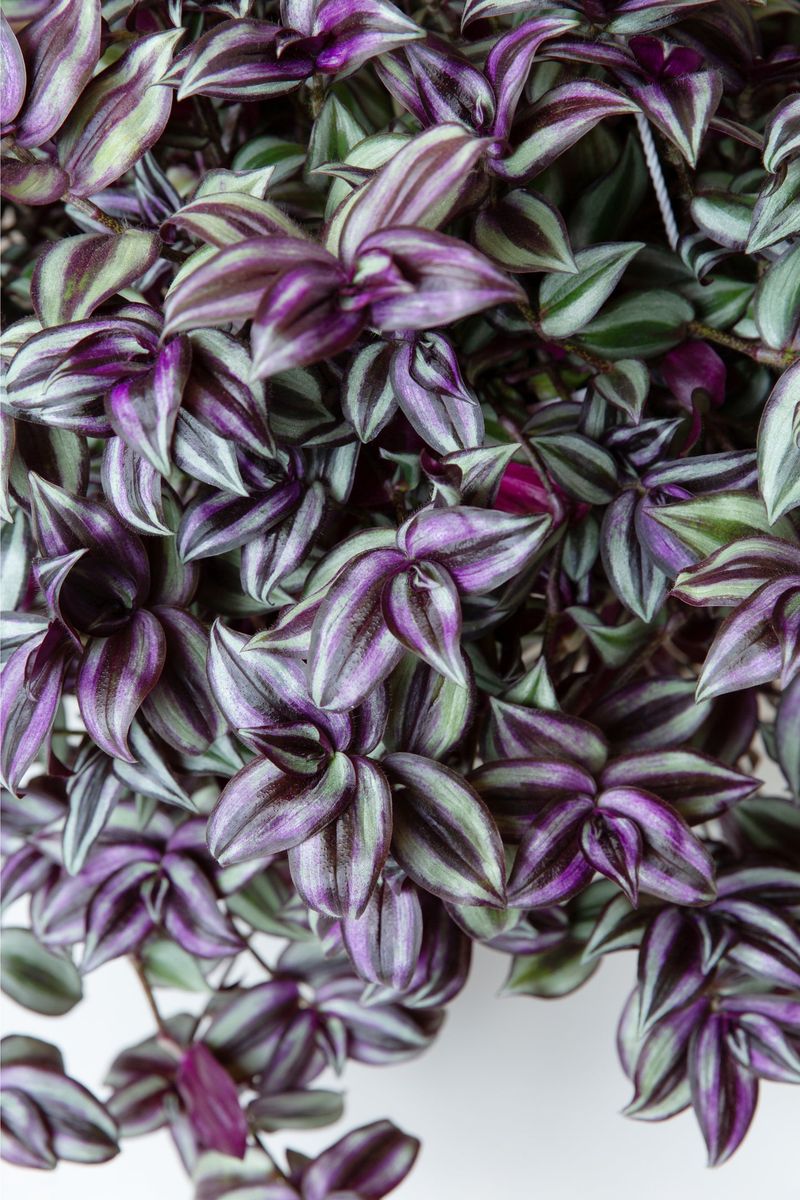 Wandering Jew (Tradescantia zebrina)