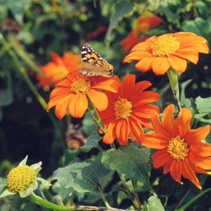 Tithonia (Mexican Sunflower) 🌞