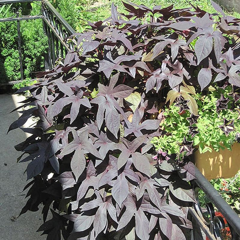 Sweet Potato Vine ‘Blackie’ (Ipomoea batatas)