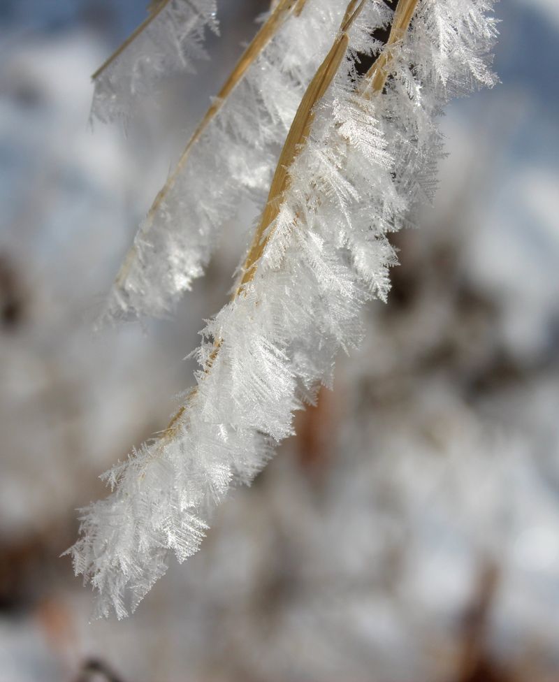Arctic Crystal Berry