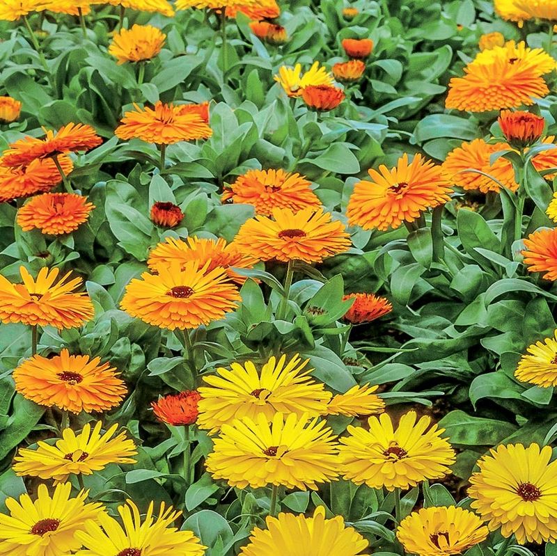 Vibrant Visual Appeal