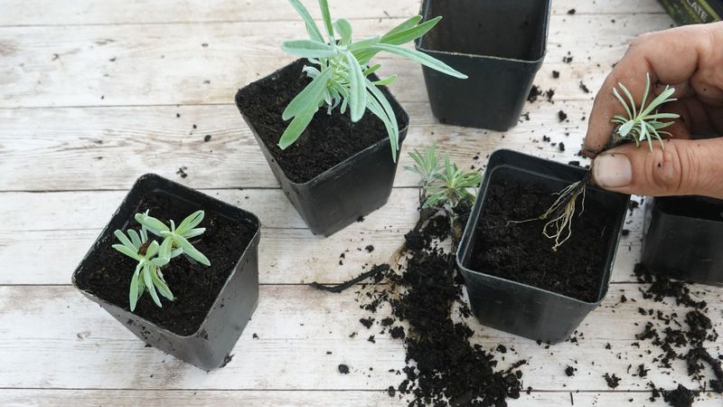 Lavender Propagation Techniques
