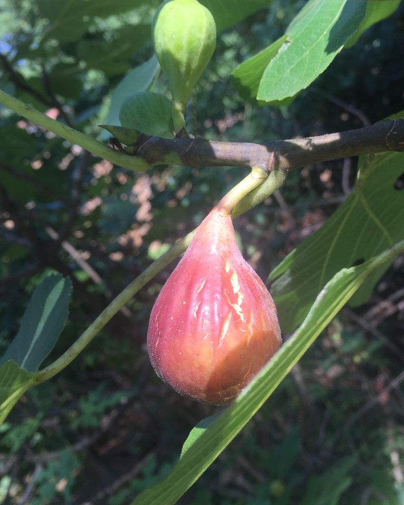 Recognize Ripe Figs