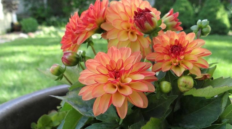 Dramatic Dahlia Display