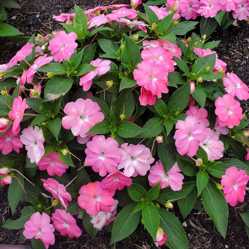 Impatiens