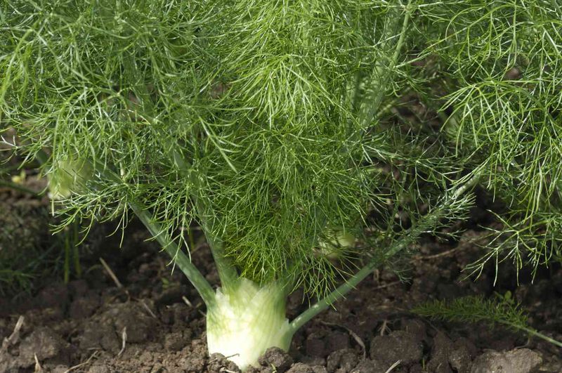 Fennel