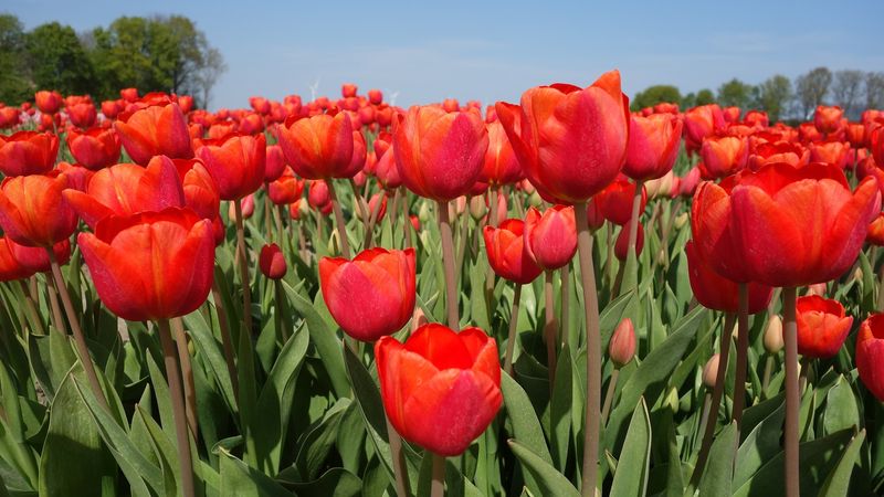 Tulips
