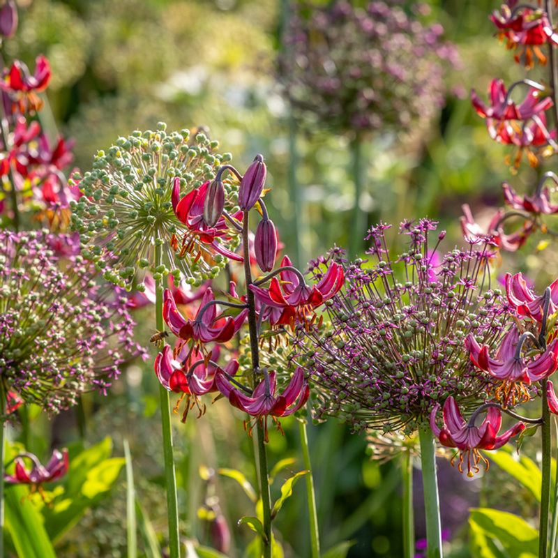 Lilies and Alliums