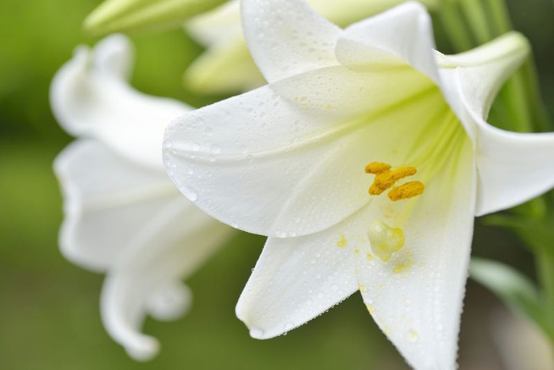 Easter Lily (Lilium longiflorum)