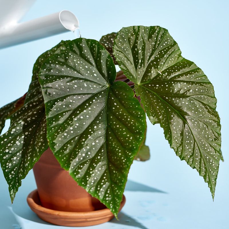 Begonia