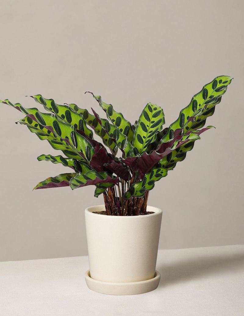 Calathea