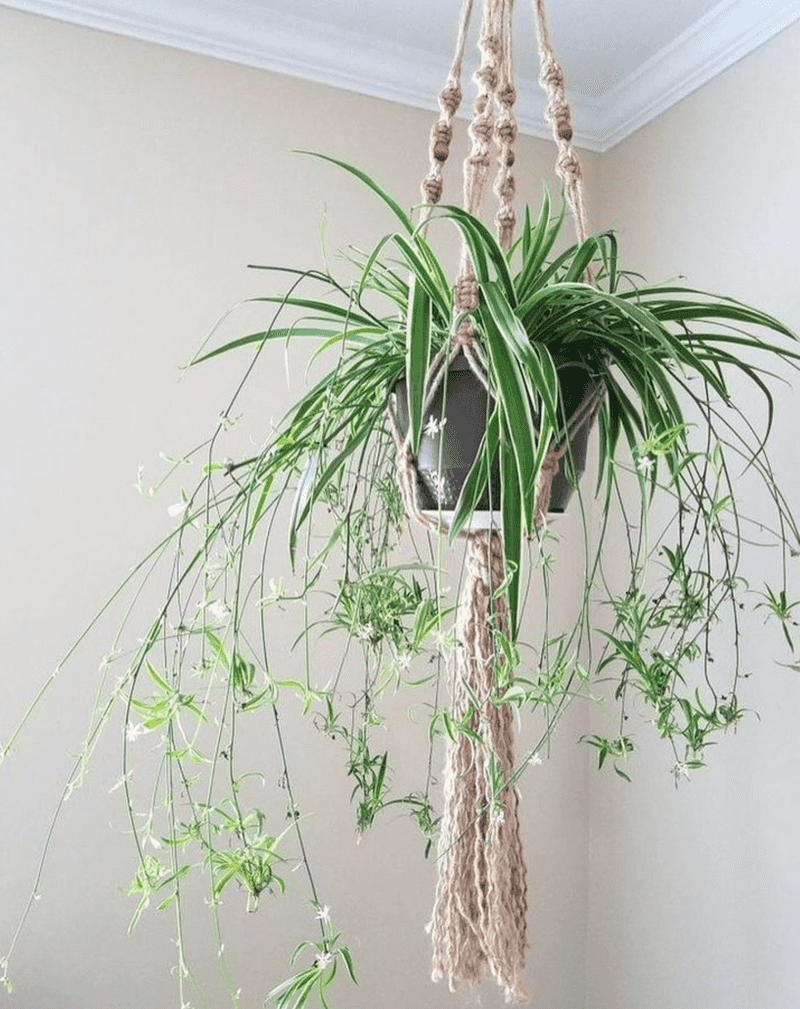 Spider Plant (Chlorophytum comosum)