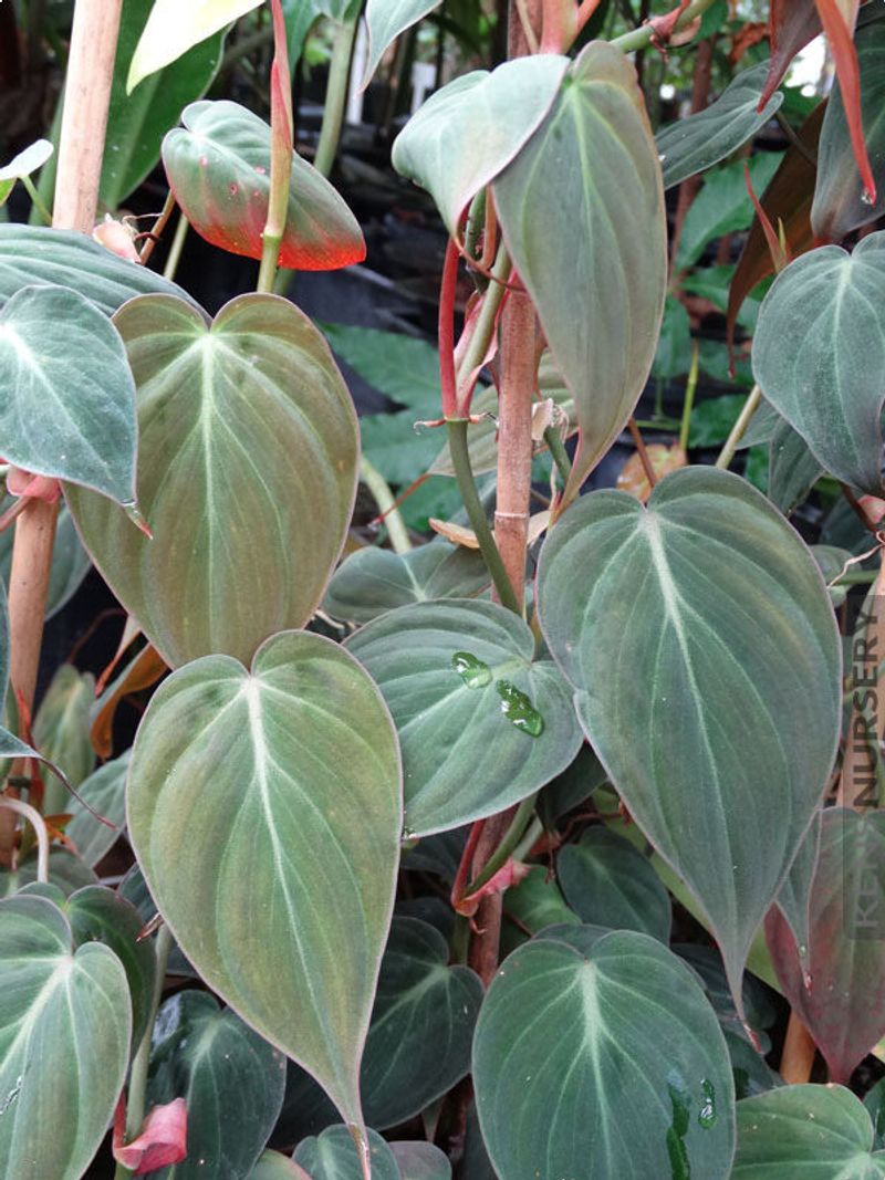 Philodendron Micans
