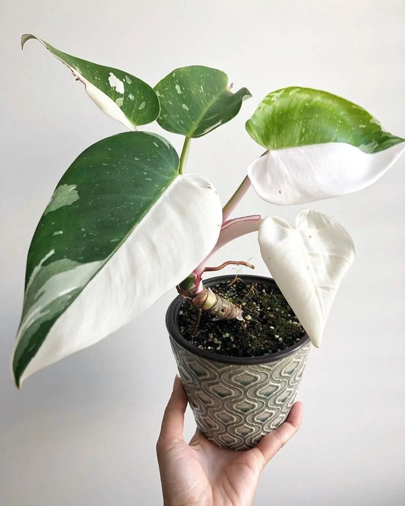 Philodendron White Knight