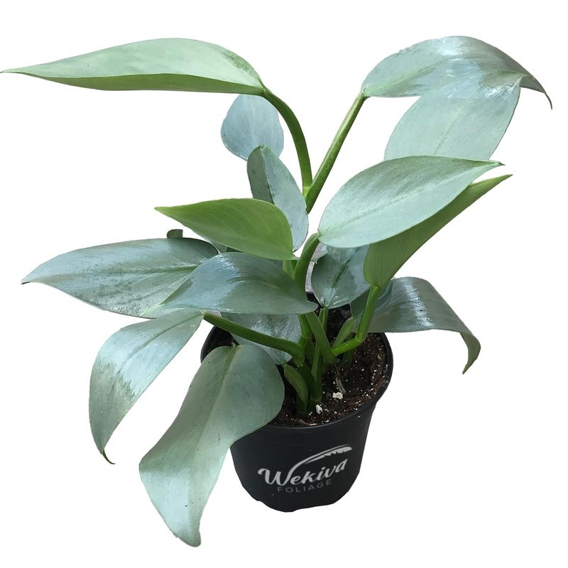 Philodendron Hastatum