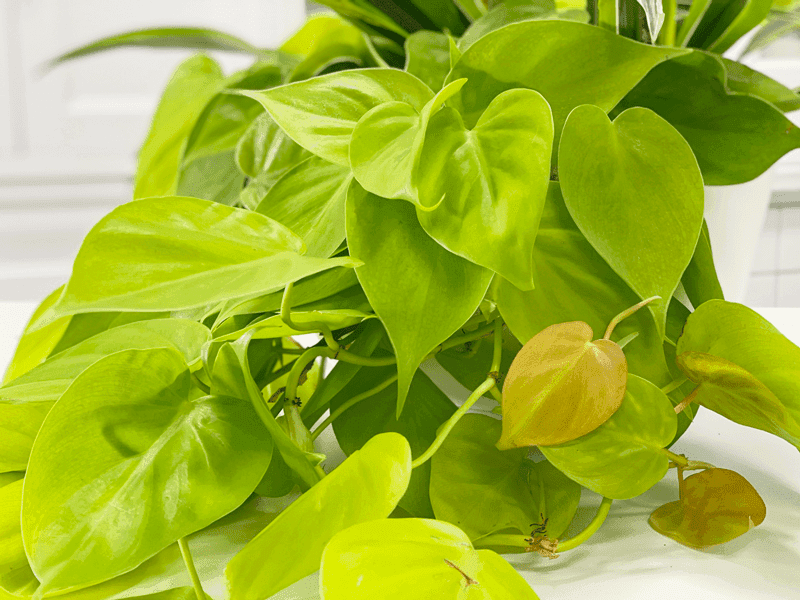 Philodendron Lemon Lime