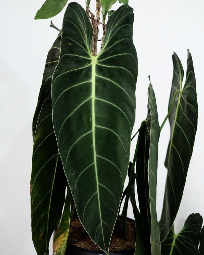 Philodendron Melanochrysum