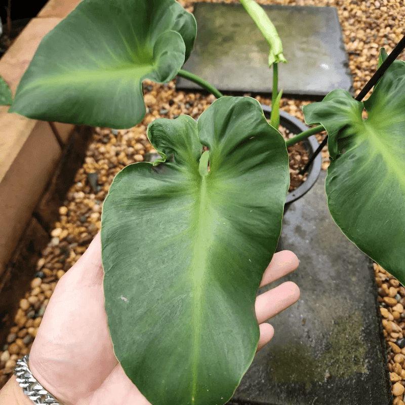 Philodendron Rugosum