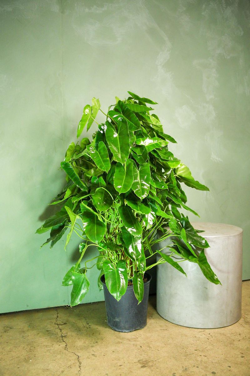 Philodendron Burle Marx