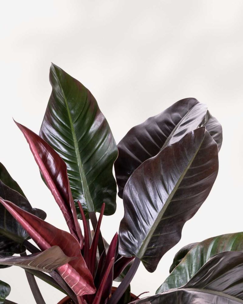 Philodendron Imperial Red