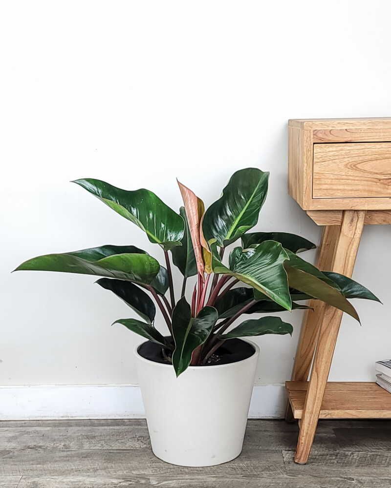 Philodendron Congo Rojo