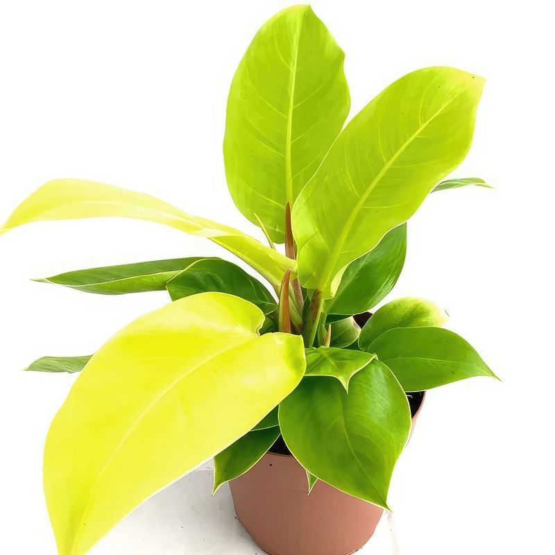 Philodendron Moonlight