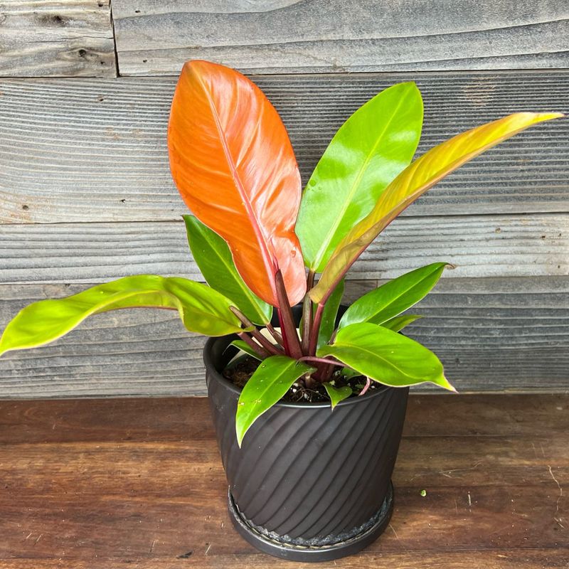 Philodendron Prince of Orange