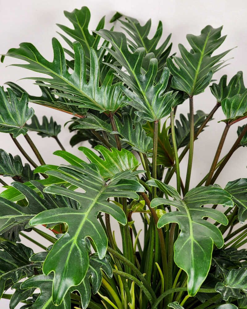 Philodendron Xanadu