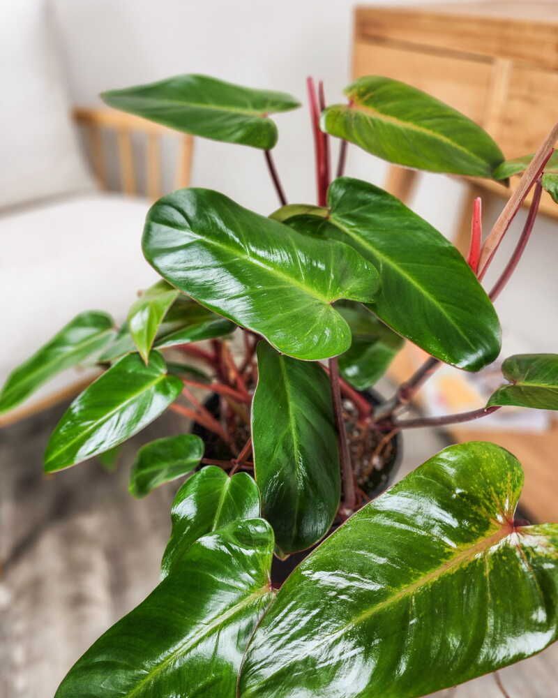 Philodendron Red Emerald
