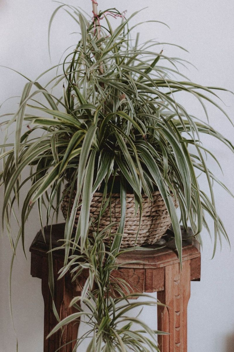 Spider Plant (Chlorophytum comosum)